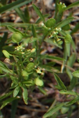 Lepidium virginicum image