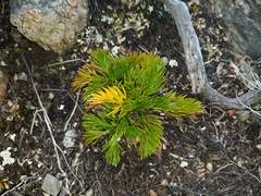 Aciphylla dissecta