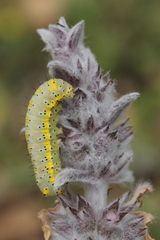 Diloba caeruleocephala
