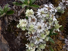 Leucogenes leontopodium