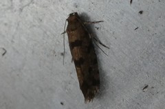 Parochmastis hilderi