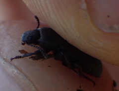 Asiopus minimus