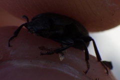 Asiopus minimus