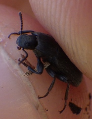 Asiopus minimus