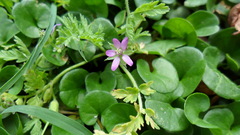 Erodium