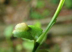 Exobasidium arescens