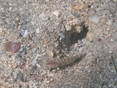 Ctenogobiops pomastictus