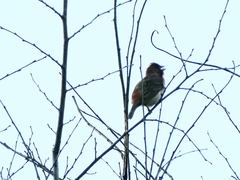 Carpodacus erythrinus