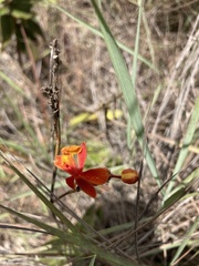 Epidendrum ibaguense