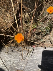 Eschscholzia californica