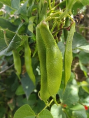 Phaseolinae