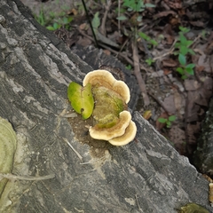Polyporaceae