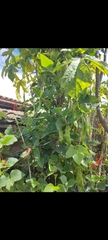 Phaseolinae