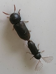 Ptilinus