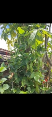 Phaseolinae
