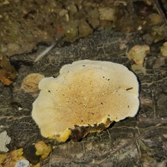 Polyporaceae