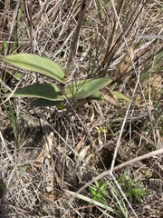 Epidendrum ibaguense