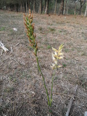 Sacoila lanceolata