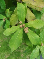 Quercus polymorpha