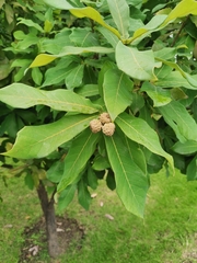 Quercus polymorpha