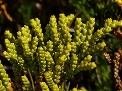 Veronica tetragona subsimilis