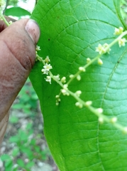 Dioscorea carpomaculata carpomaculata