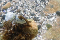 Girella elevata