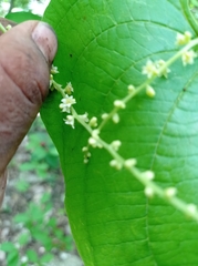 Dioscorea carpomaculata carpomaculata