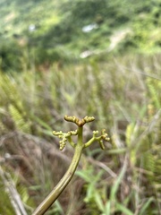 Pteridium caudatum
