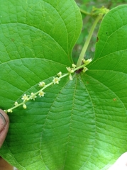 Dioscorea carpomaculata carpomaculata