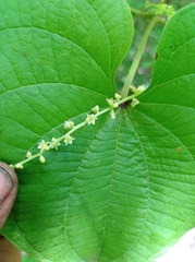 Dioscorea carpomaculata carpomaculata