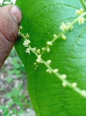 Dioscorea carpomaculata carpomaculata