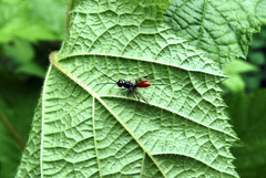 Pristaulacus rufitarsis