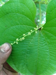 Dioscorea carpomaculata carpomaculata