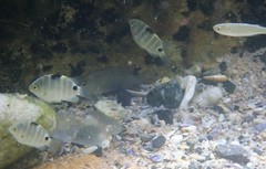 Girella elevata