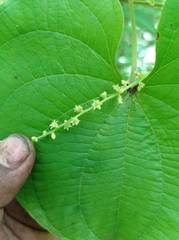 Dioscorea carpomaculata carpomaculata