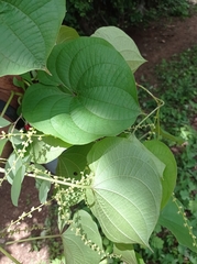 Dioscorea carpomaculata carpomaculata