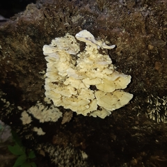Polyporaceae