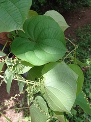 Dioscorea carpomaculata carpomaculata