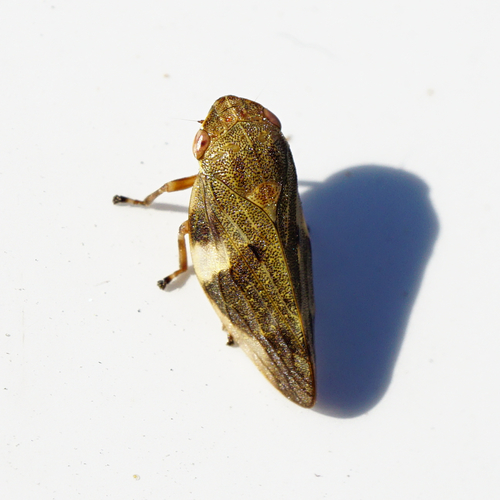 Alksninė Cikada nuotrauka