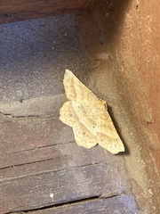 Euchlaena tigrinaria