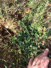 Indigofera anastasia