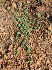 Indigofera anastasia