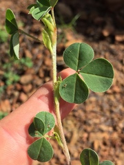 Indigofera anastasia
