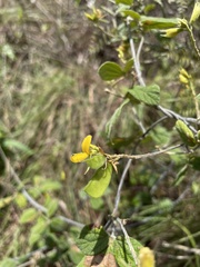 Rhynchosia reticulata