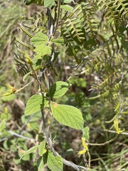 Rhynchosia reticulata