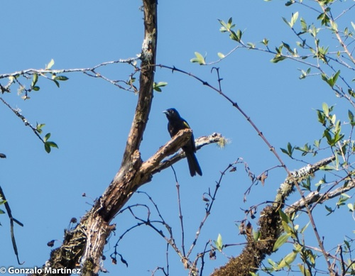 Golden-winged Cacique (Cacicus chrysopterus), photo 5