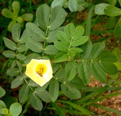 Kallstroemia maxima