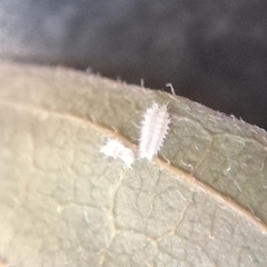 Euprosterna sapucaya