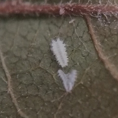 Euprosterna sapucaya